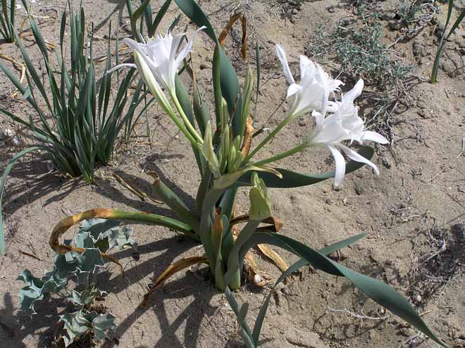 Pancratium maritimum / Giglio di mare, Pancrazio